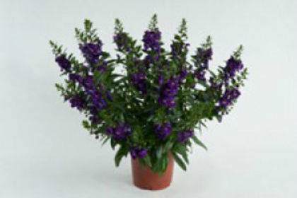1321389344angelonia-alonia-big-blue
