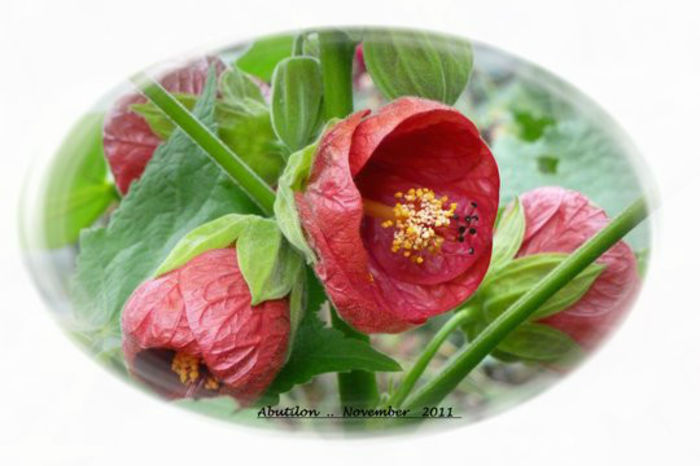 Abutilon_Chinese_Bell_Flower_