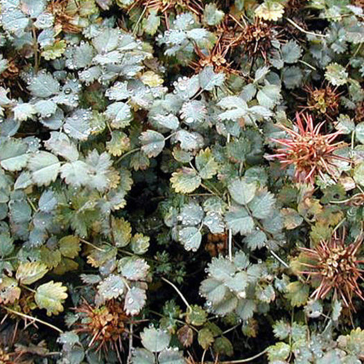 acaena buchananii