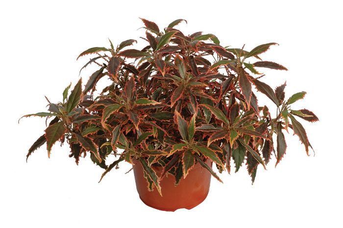 Acalypha-Copper-Penny1