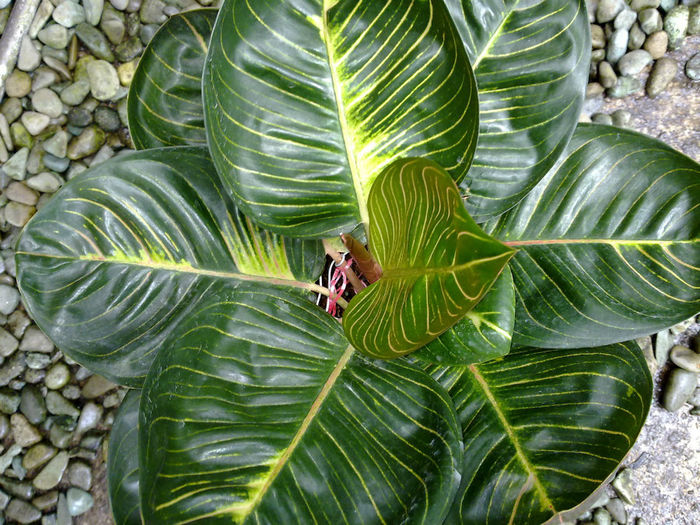aglaonema 1