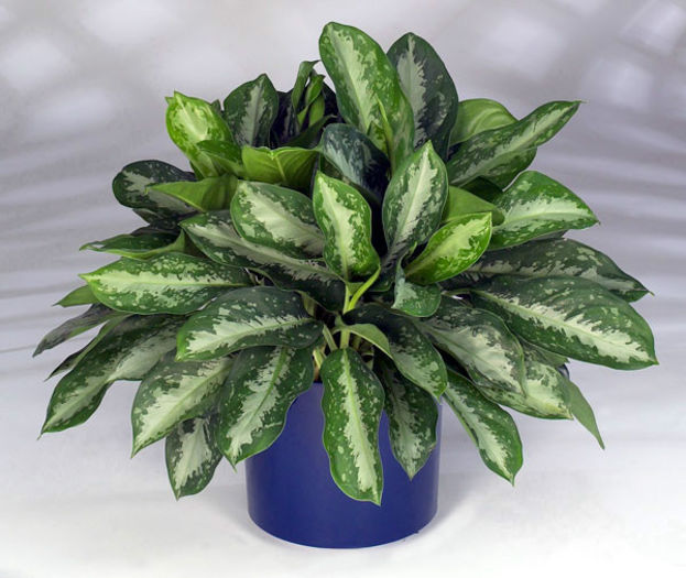 Aglaonema_Key_Largo