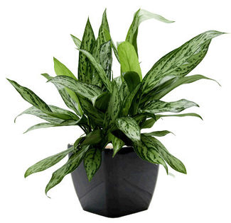 aglonema (4)