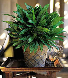 aglaonema