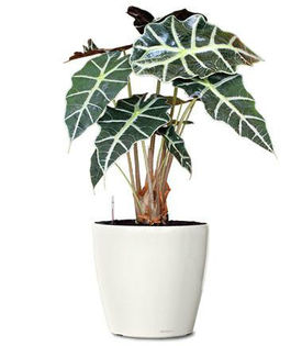 alocasia-amazonica-polly-plant-small-plant-realornamentals.com-web