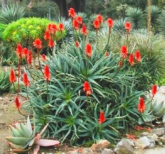 Aloe_arborescens_(TORCH_ALOE)1273