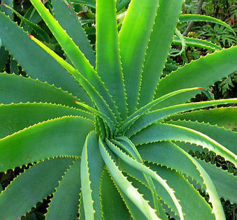 aloe-vera