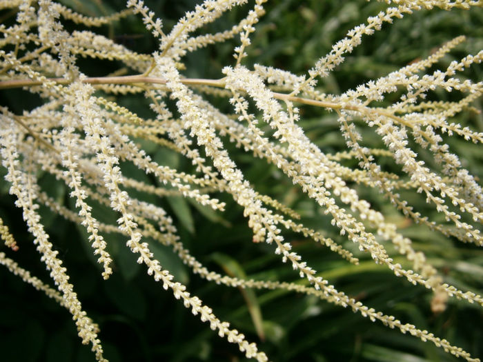 Aruncus_dioicus_close-up2