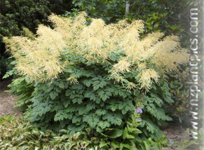 aruncus_dioicus_small_04