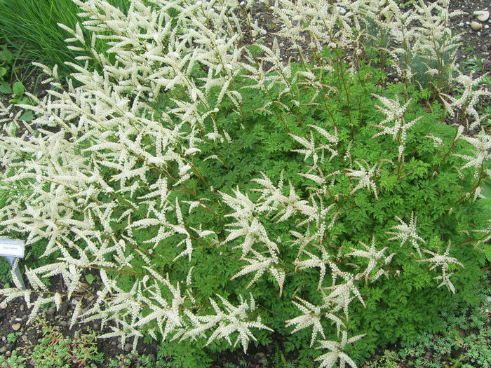 aruncus-aethusifolius