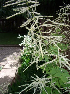 aruncus-dioicus-off-white-plume-300x400