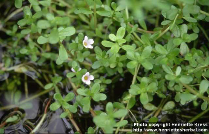 bacopa-monnieri-1