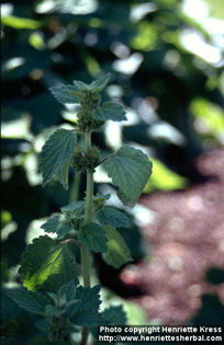 ballota-nigra-1