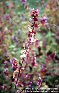 ballota-nigra-2