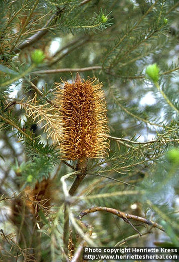 banksia-ericifolia