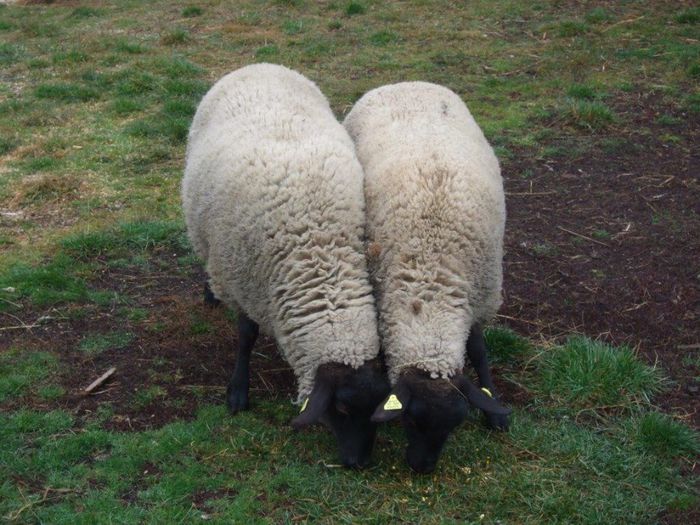 se aclimatizeaza mioarele - 1animale ce cresc alatok a mit most tartok