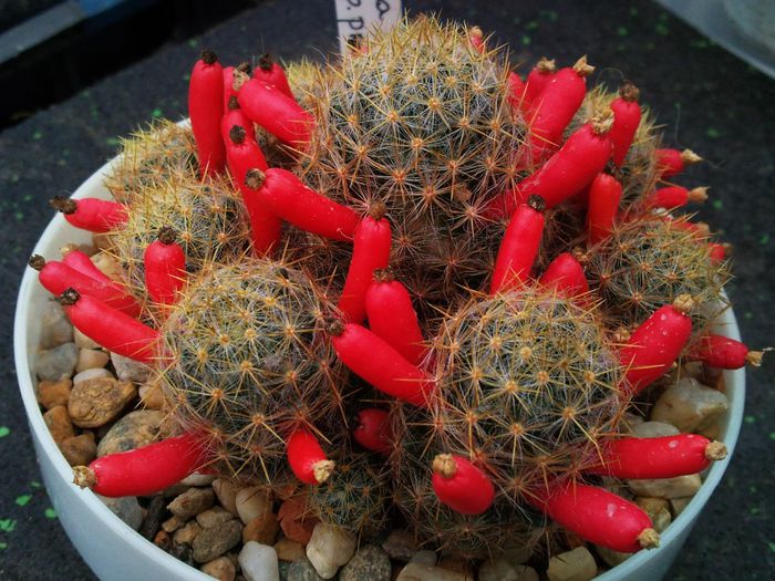 Mammillaria prolifera ssp. prolifera