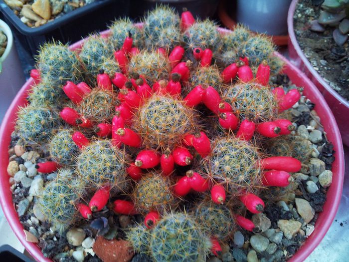 Mammillaria prolifera ssp. prolifera - Mammillaria prolifera ssp prolifera