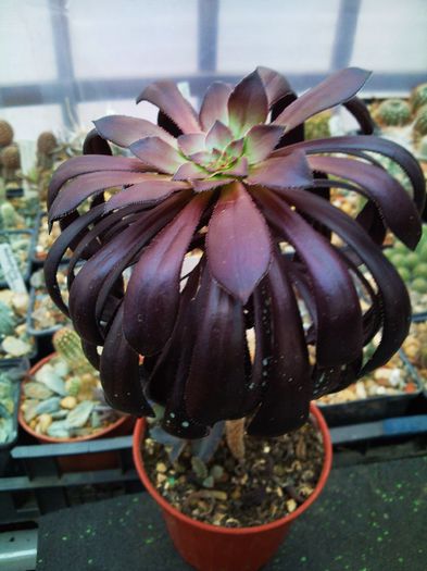 Aeonium arboreum v. atropurpureum