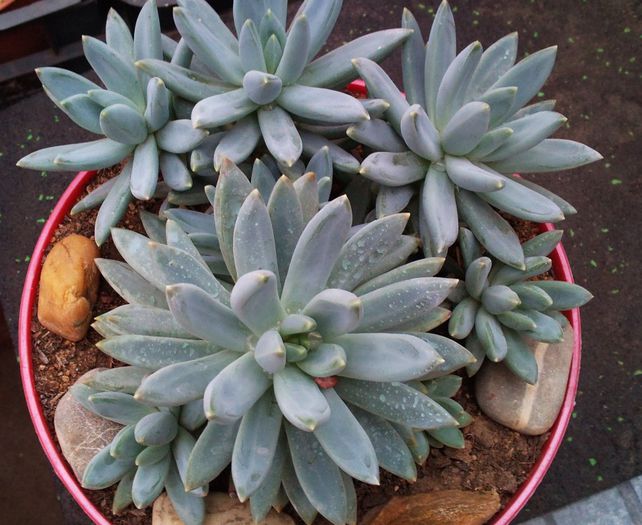 Pachyveria glauca