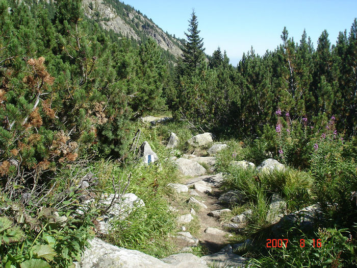 DSC00115 - Muntii Retezat