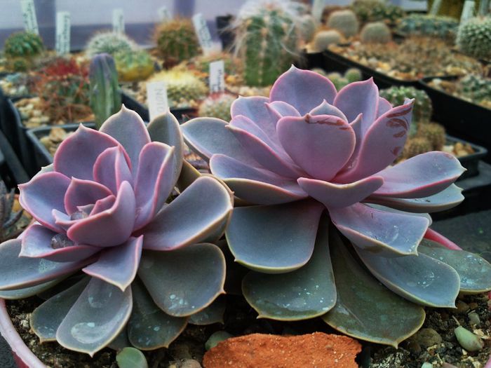 Echeveria cv. PERLE VON NURNBERG