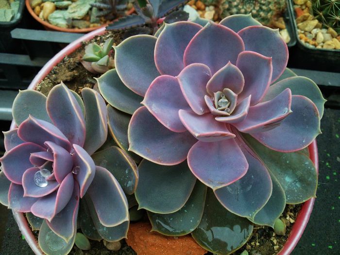 Echeveria cv. PERLE VON NURNBERG