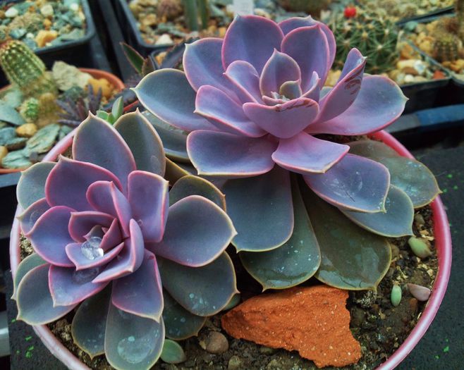 Echeveria cv. PERLE VON NURNBERG - Echeveria cv PERLE VON NURNBERG