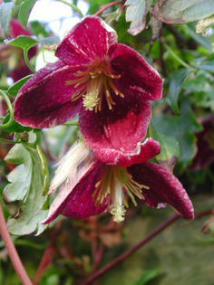 C.cirrhosa__Lansdowne_Gem__1