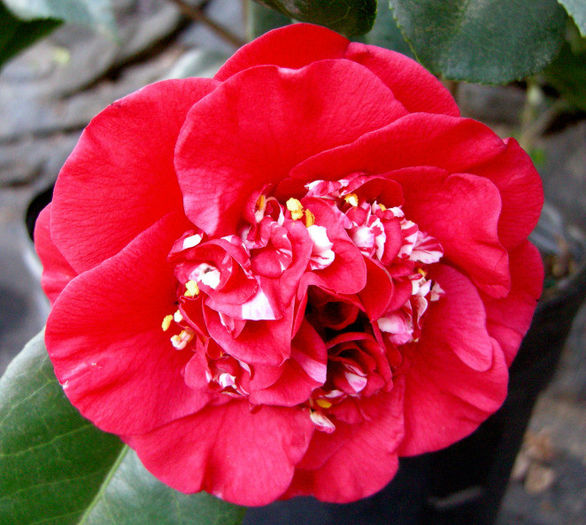 camelia april tryst