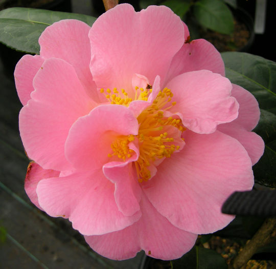camelie pink icicle