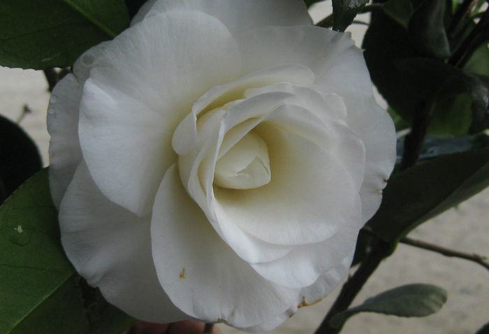 camellia-x-april-snow-3-22-12_ls-1