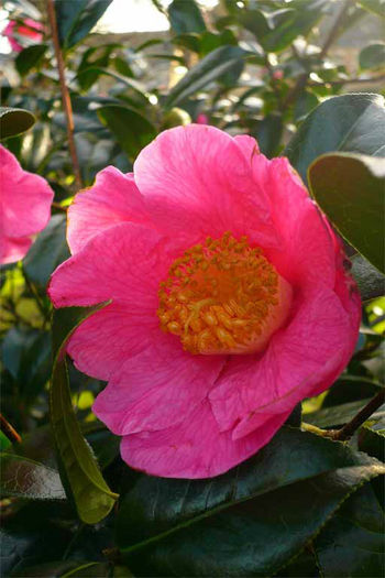 CamelliaxwilliamsiiStEwe