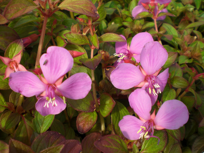 centradenia.