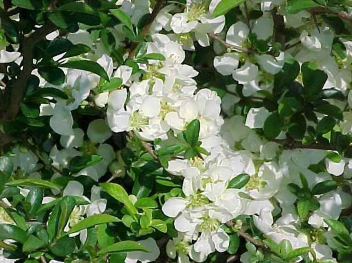 chaenomeles x superba jet trail.