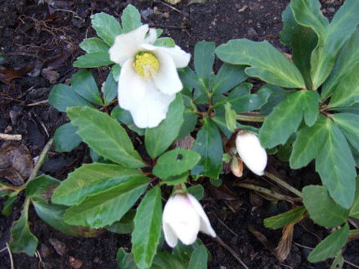 Christmas_Rose_plant