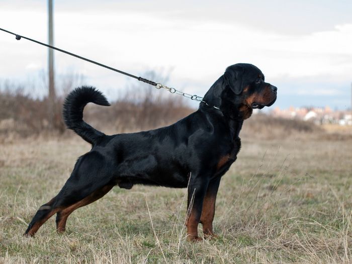 PB101393 - rottweiler canisa adamsrott