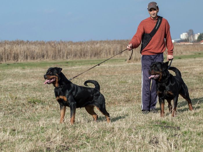 PB171537 - rottweiler canisa adamsrott