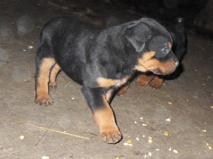 SDC17575 - CATEI ROTTWEILER DE VANZARE  NOIEMBRIE 2013 vanduti