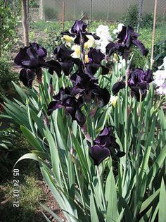 Indigo - robust, infloreste tarziu; Indigo iris
