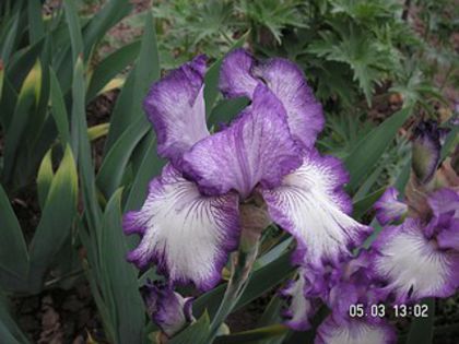 Irisi remontanti lila cu alb