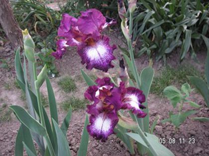 Tennison Ridg; Tennison Ridg iris
