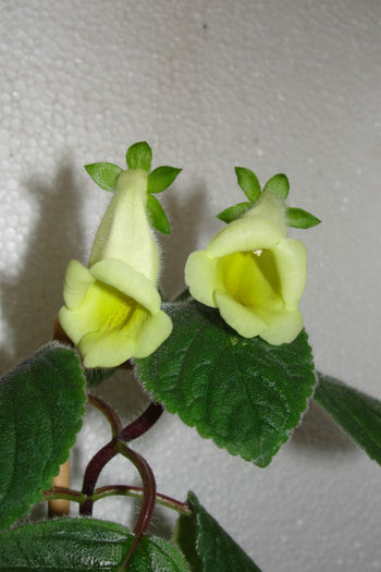 Conspicua
