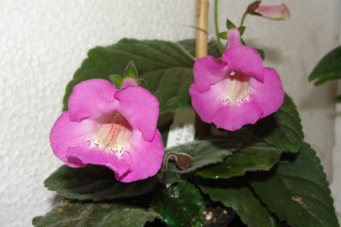 HCY's Persephone