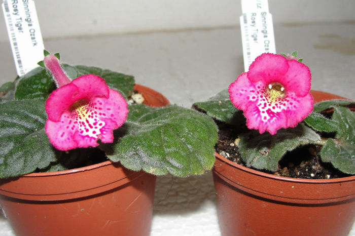 Ozark Rosy Tiger