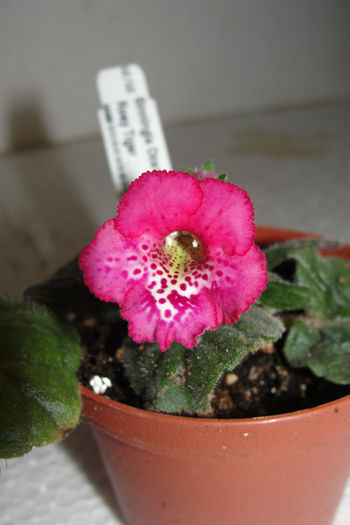 Ozark Rosy Tiger