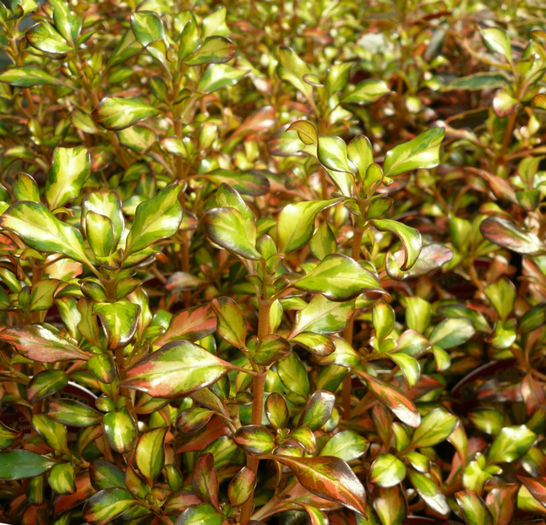 Coprosma