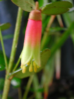 Correa_flower_1