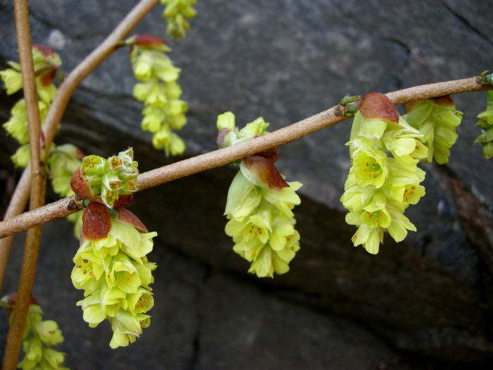 corylopsis spicata.