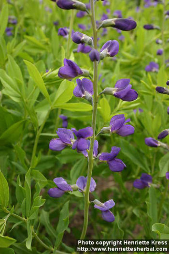 d05_6853_baptisia-australis